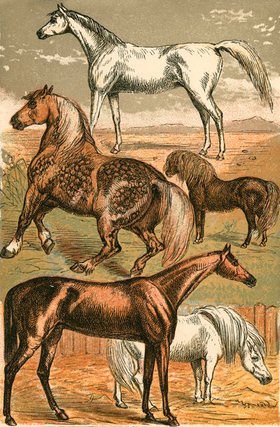 Caballo Árabe, Caballo de Tiro, Caballo de Carreras, Pony Shetland y Pony de English School