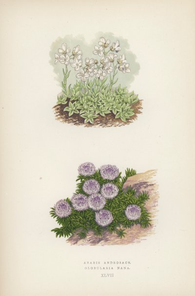 Arabis Androsace; Globularia Nana de English School