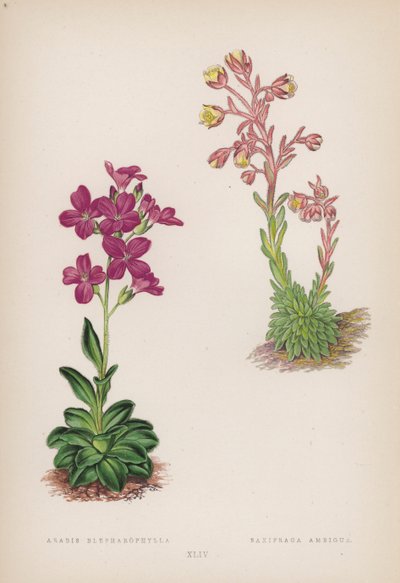 Arabis Blepharophylla; Saxifraga Ambigua de English School