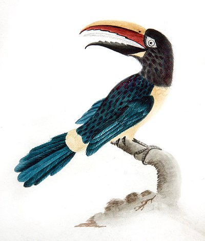 Tucán aracari de English School