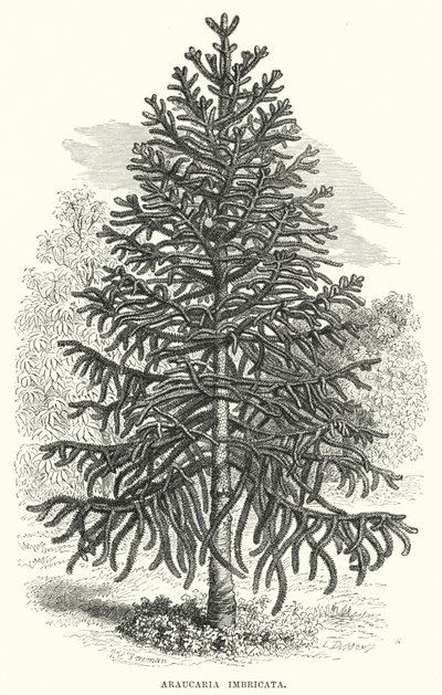 Araucaria Imbricata (grabado) de English School