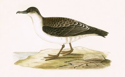 Pardela Cinerácea Ártica, ilustración de 