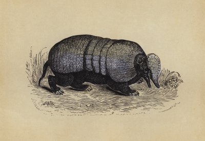 Armadillo (litografía en color) de English School