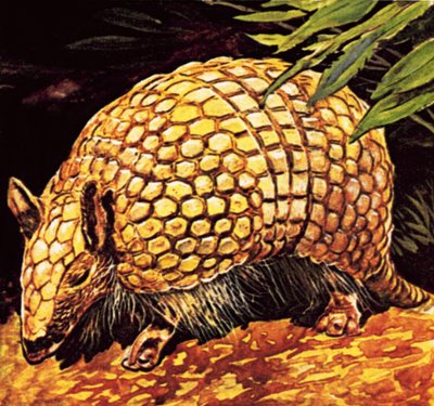 Armadillo de English School