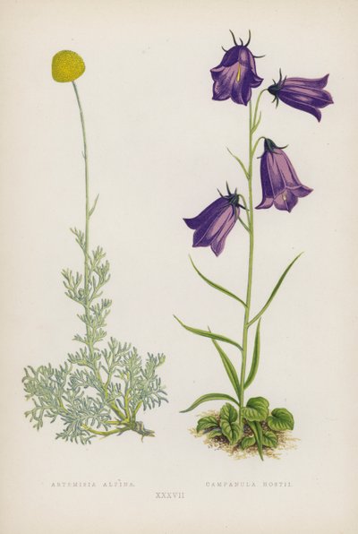 Artemisia Alpina; Campanula Hostii (litografía en color) de English School
