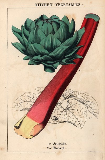 Corazón de alcachofa y ruibarbo carmesí   , de "The Instructive Picturebook, or Lessons from the Vegetable World", [Charlotte Mary Yonge], Edimburgo de English School