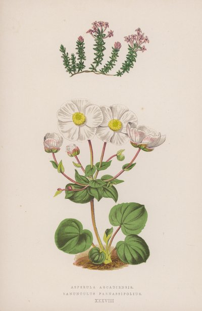Asperula Arcadiensis; Ranunculus Parnassifolius (litografía en color) de English School