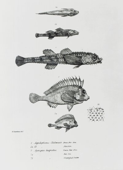 Aspidophorus Chiloensis y Agriopus Hispidus, lámina 7 de 