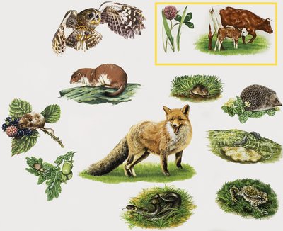 Animales variados de English School