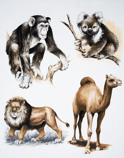 Animales variados de English School