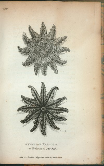 Asterias Papposa o estrella de mar de doce rayos, de 