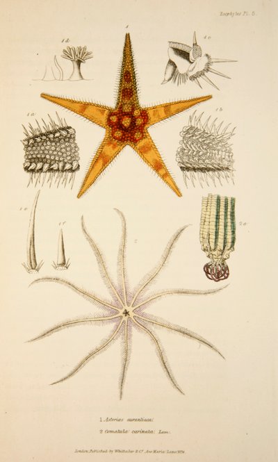 Asterias aurantiaca y Comatula carinata, grabado coloreado a mano de English School