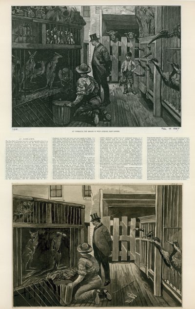 En Jambachs, el comerciante de animales salvajes, East London de English School