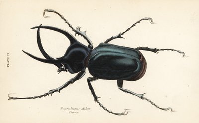 Escarabajo Atlas, Chalcosoma atlas (Scarabaeus atlas) de English School