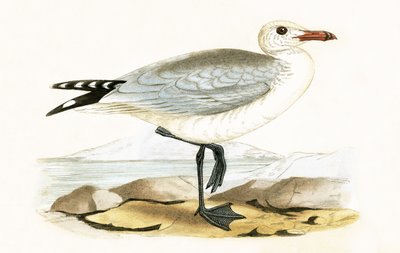 Gaviota de Audouin, ilustración de 