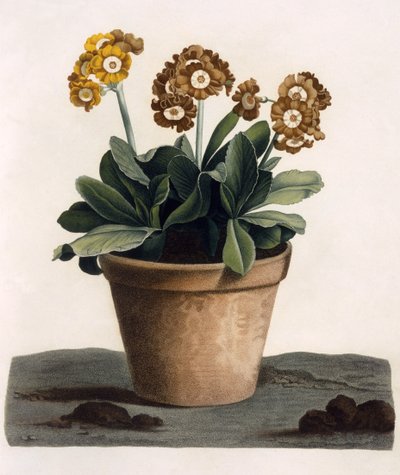 Aurícula en una maceta, c.1840s de English School