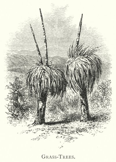 Australia: Árboles de hierba de English School