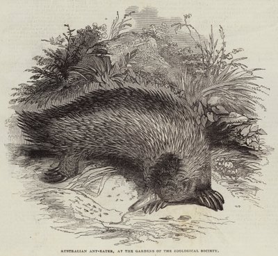 Hormiguero australiano, en los jardines de la Sociedad Zoológica (grabado) de English School