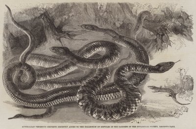 Serpientes venenosas australianas recientemente añadidas a la colección de reptiles en los jardines de la Sociedad Zoológica, Regent
