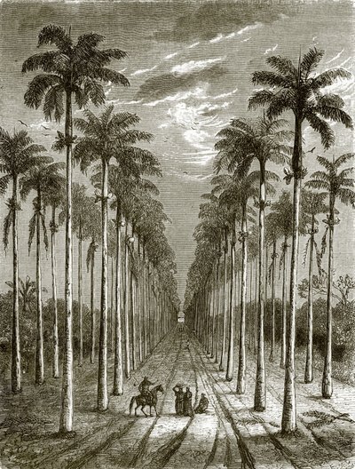 Avenida de palmeras, que conduce a una residencia en Cuba de English School