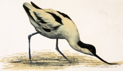 Avocet de English School