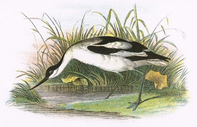 Avoceta de English School