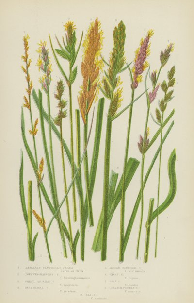Carex axilar, Carex de Boenninghausen, Carex pánico, Carex paradójico (litografía en color) de English School