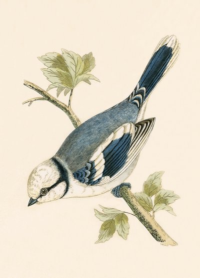 Herrerillo común, ilustración de 
