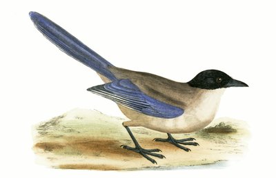 Urraca aliblanca, ilustración de 