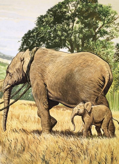 Elefante bebé y madre de English School