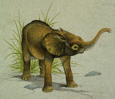 Elefante bebé de English School