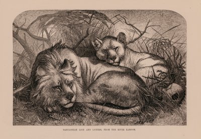 León y leona babilónicos, del río Karoom (grabado) de English School
