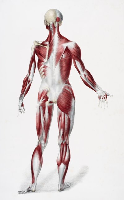 Espalda del cuerpo humano masculino mostrando músculos, tendones y huesos, de Los Vasos del Cuerpo Humano, editado por Jones Quain y William Wilson, publicado por Taylor y Watson, Londres en 1837 de English School