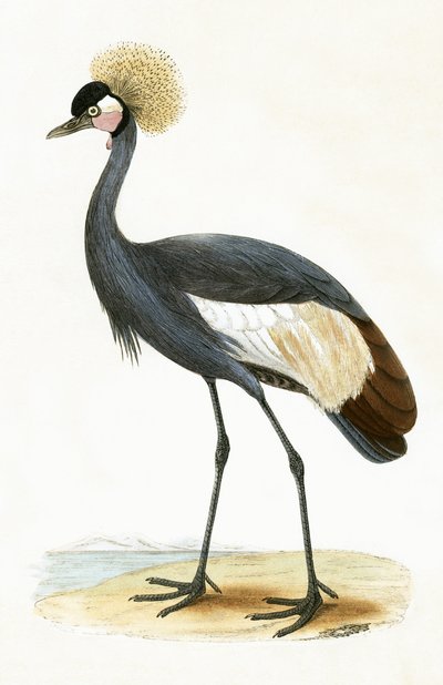 Grulla balear, ilustración de 