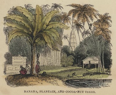 Árboles de Plátano, Plátano y Coco (grabado coloreado) de English School