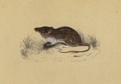 Ratón de Berbería de English School