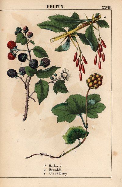 Agracejo, zarzamora y bayas de nube   , de "The Instructive Picturebook, or Lessons from the Vegetable World", [Charlotte Mary Yonge], Edimburgo de English School