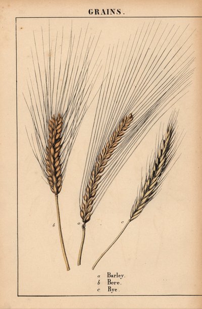 Cebada, bere y centeno  , de "The Instructive Picturebook, or Lessons from the Vegetable World", [Charlotte Mary Yonge], Edimburgo de English School