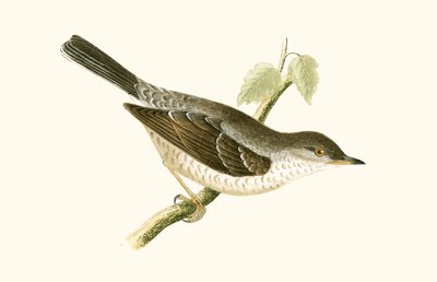 Curruca barrada, ilustración de 