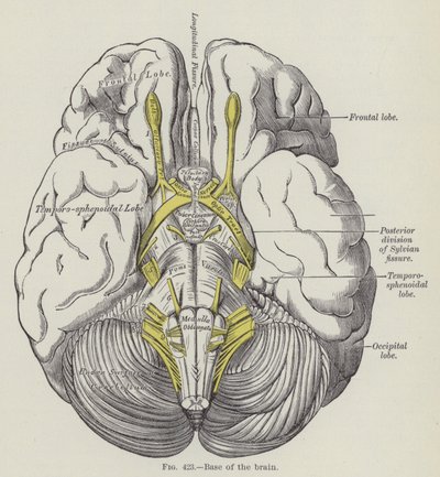 Base del Cerebro de English School
