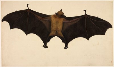 Murciélago, de la Colección Francis Buchanan, c.1804 (acuarela y gouache sobre papel) de English School