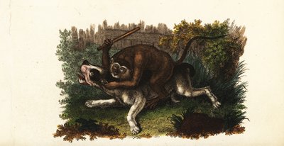 Batalla entre un bulldog y Jack, un mono cingalés, en Worcester, Inglaterra de English School