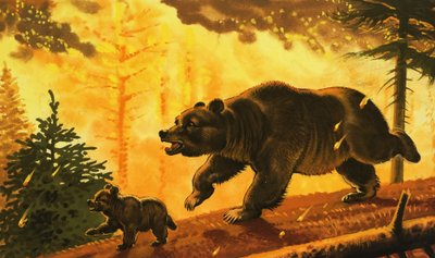 Oso y su cachorro huyendo del incendio forestal de English School