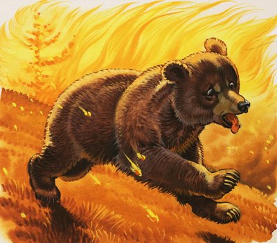 Oso escapando del incendio forestal de English School