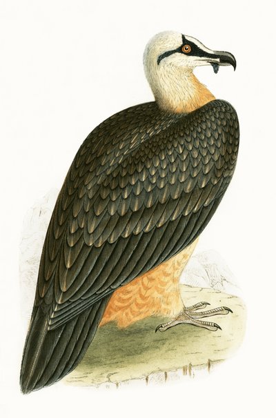 Quebrantahuesos, ilustración de 