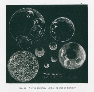 Bellezas de la naturaleza: Volvox Globator (litografía) de English School