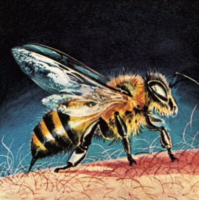 Abeja picando de English School