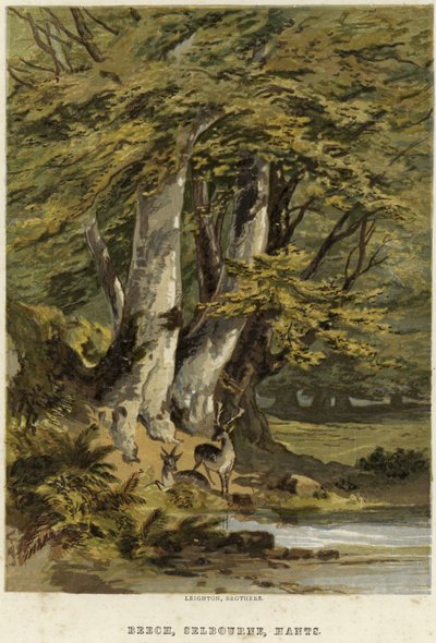 Hayedos, cerca de Selborne, Hampshire de English School