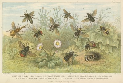 Abejas de English School