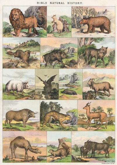 Historia Natural de la Biblia de English School